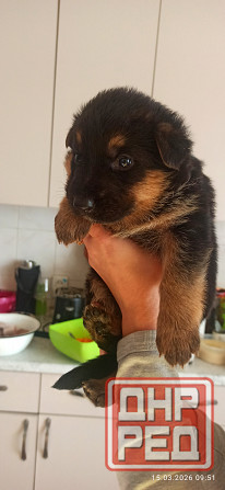 Щенки Немецкой овчарки Мариуполь - изображение 3