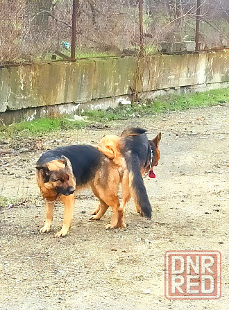 Щенки Немецкой овчарки Мариуполь - изображение 5