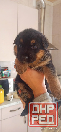 Щенки Немецкой овчарки Мариуполь - изображение 1