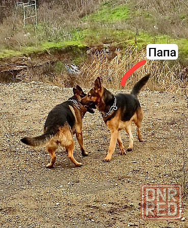 Щенки Немецкой овчарки Мариуполь - изображение 4