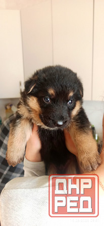 Щенки Немецкой овчарки Мариуполь - изображение 2