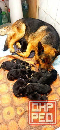 Щенки Немецкой овчарки Мариуполь - изображение 7