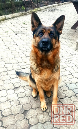 Щенки Немецкой овчарки Мариуполь - изображение 2