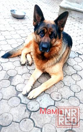 Щенки Немецкой овчарки Мариуполь - изображение 3