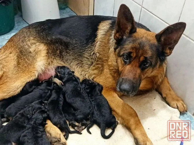Щенки Немецкой овчарки Мариуполь - изображение 1