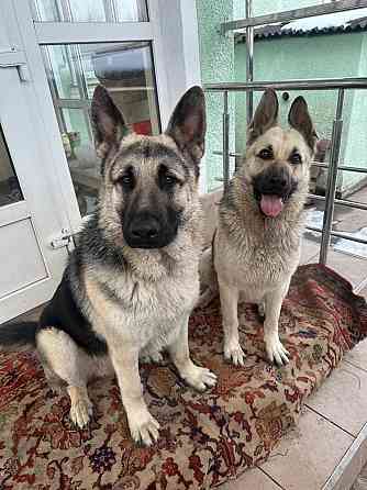 Щенки восточноевропейской овчарки Стаханов