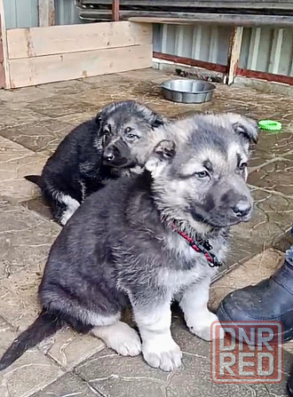 Щенки восточноевропейской овчарки Стаханов - изображение 1