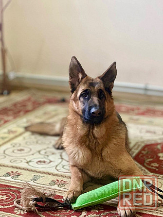 Подрощенная девочка , племенной питомник Луганск - изображение 1