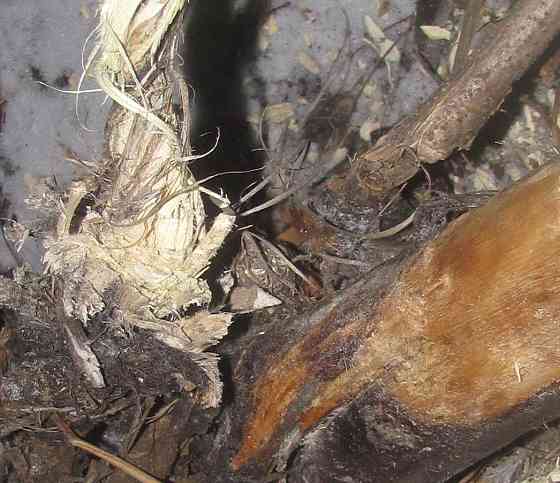 Проще говоря, откинулся Холог Донецк