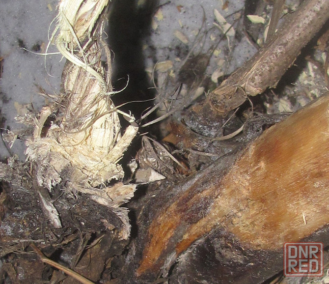 Проще говоря, откинулся Холог Донецк - изображение 1