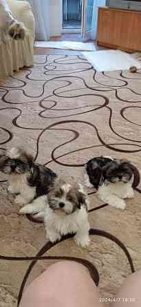 Щенки Ши-тцу Донецк