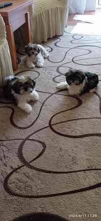 Щенки Ши-тцу Донецк