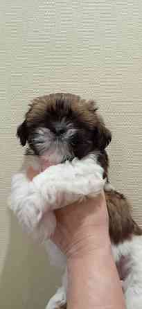 Щенки Ши-тцу Донецк