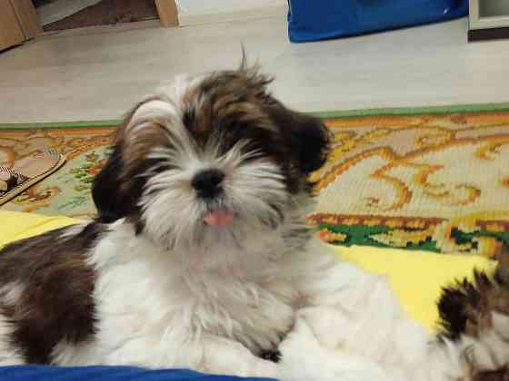 Щенки Ши-тцу Донецк