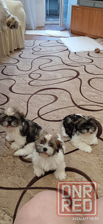 Щенки Ши-тцу Донецк - изображение 3