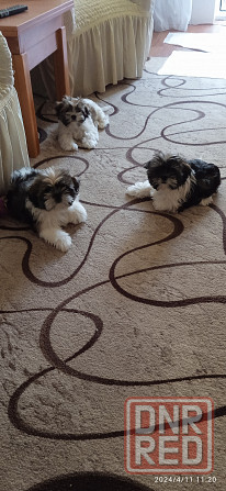 Щенки Ши-тцу Донецк - изображение 4