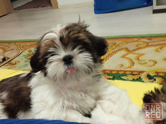 Щенки Ши-тцу Донецк - изображение 2