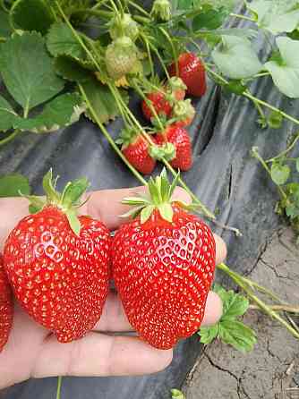 Саженцы клубники Донецк