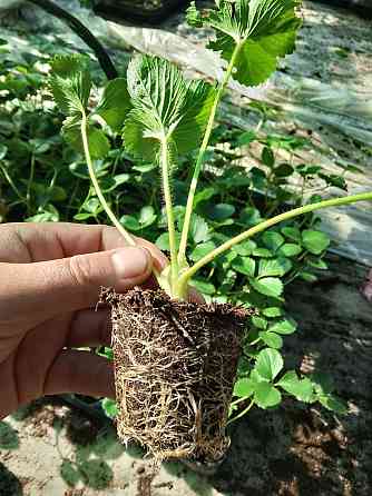 Саженцы клубники Донецк