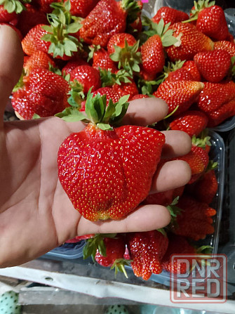 Саженцы клубники Донецк - изображение 2