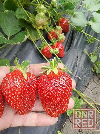 Саженцы клубники Донецк - изображение 4