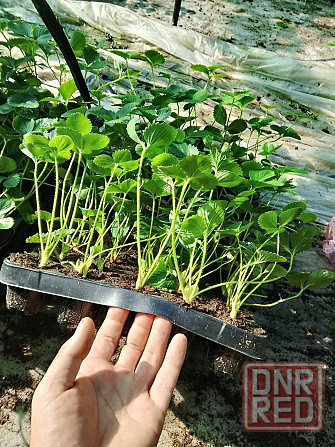 Саженцы клубники Донецк - изображение 5