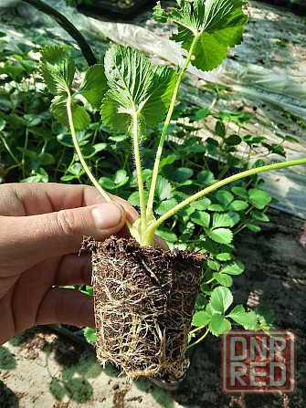 Саженцы клубники Донецк - изображение 1