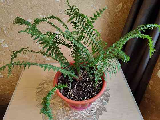 Папоротник нефролепис Донецк