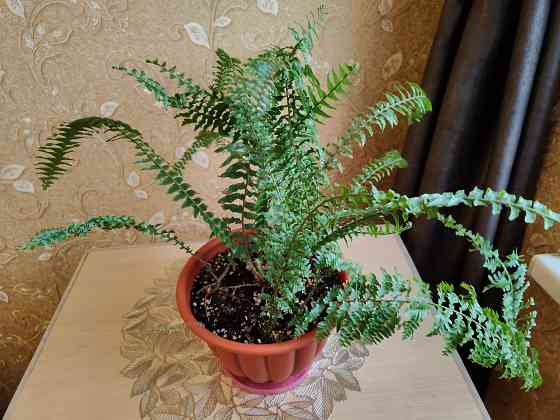 Папоротник нефролепис Донецк