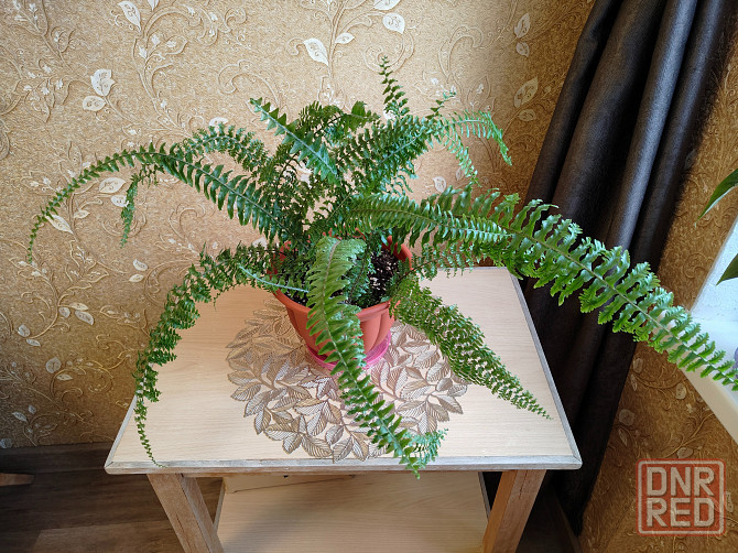 Папоротник нефролепис Донецк - изображение 1