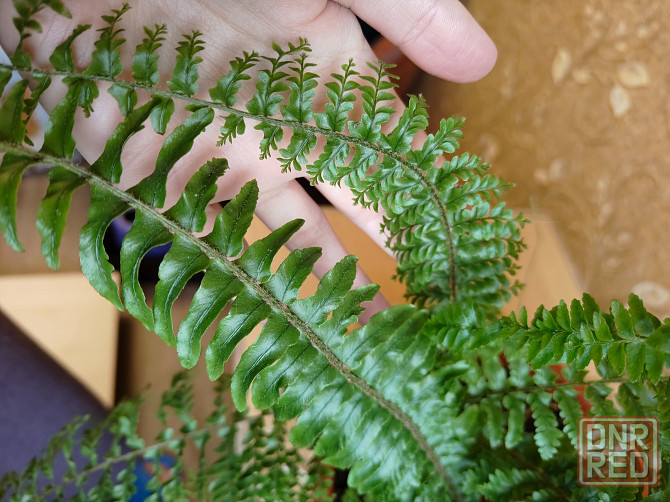 Папоротник нефролепис Донецк - изображение 2