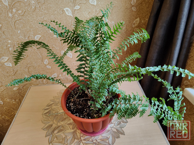 Папоротник нефролепис Донецк - изображение 4