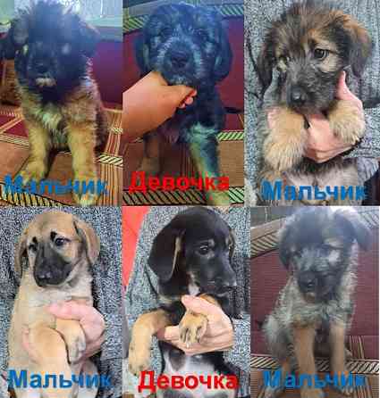 Милые щеночки ищут дом Луганск
