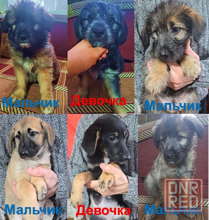 Милые щеночки ищут дом Луганск - изображение 1
