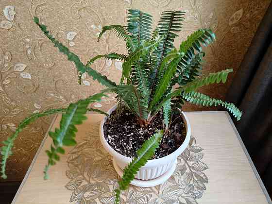 Папоротник Донецк