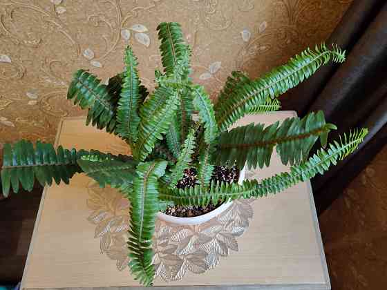 Папоротник Донецк