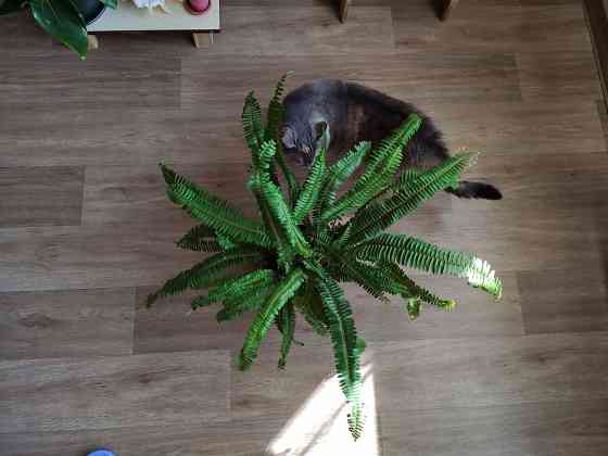 Папоротник Донецк