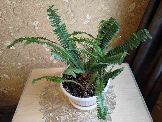 Папоротник Донецк