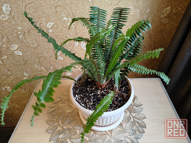 Папоротник Донецк - изображение 4