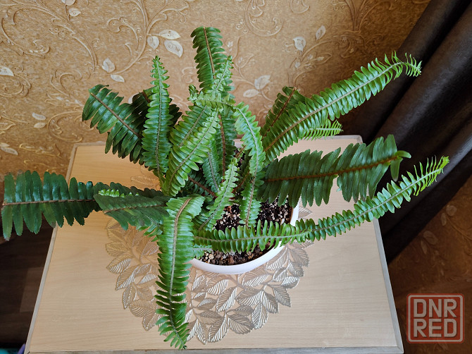 Папоротник Донецк - изображение 3