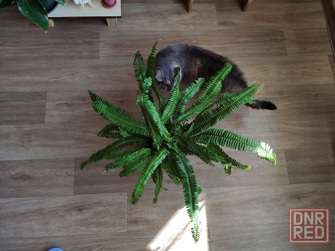 Папоротник Донецк - изображение 5