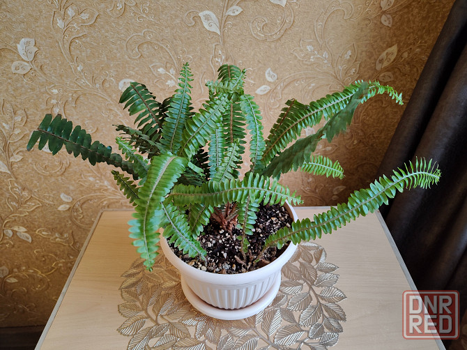 Папоротник Донецк - изображение 1