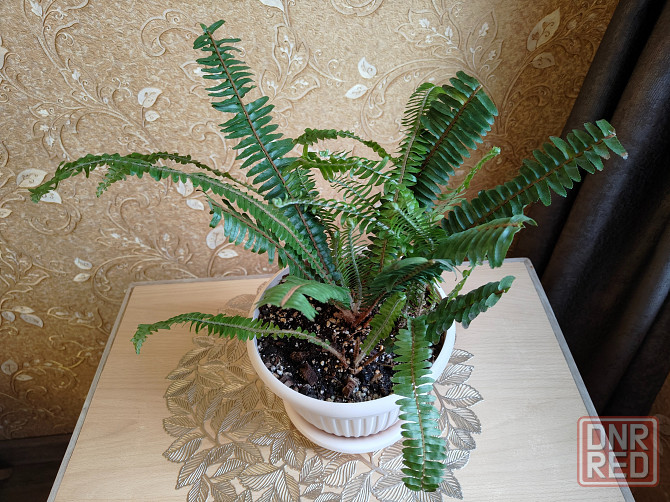 Папоротник Донецк - изображение 2