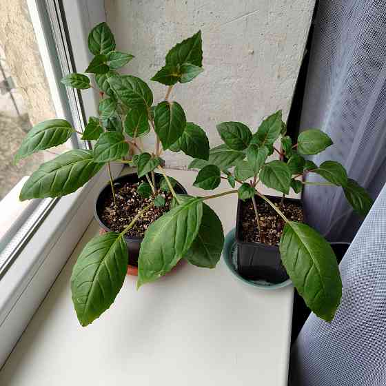 Фуксия Донецк