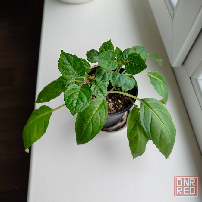 Фуксия Донецк - изображение 1