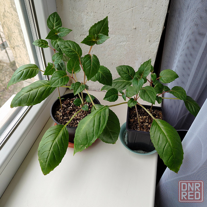 Фуксия Донецк - изображение 2