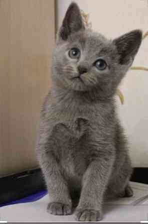 Русский голубой Донецк