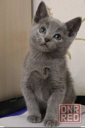 Русский голубой Донецк - изображение 1