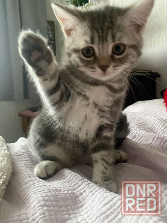 Европейская Донецк - изображение 1