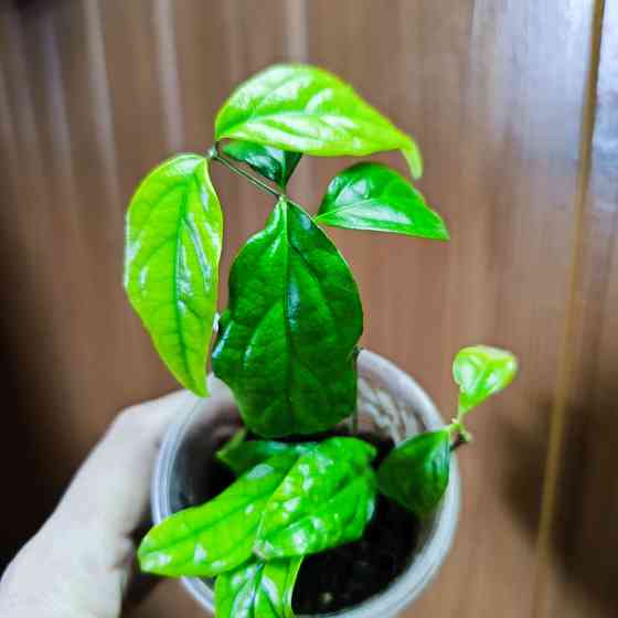 Тунбергия *Мантия короля* Донецк